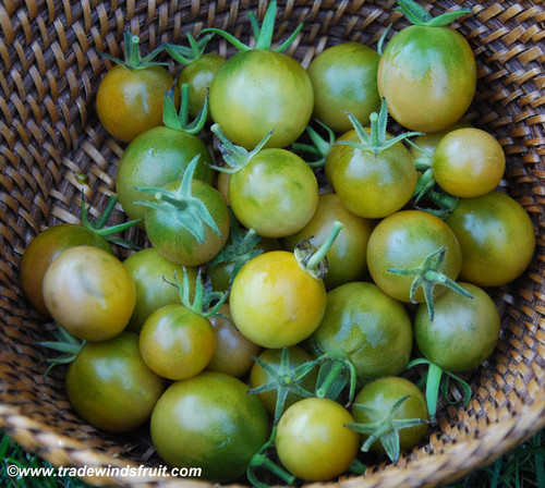 Emerald Cherry Tomato Seeds
