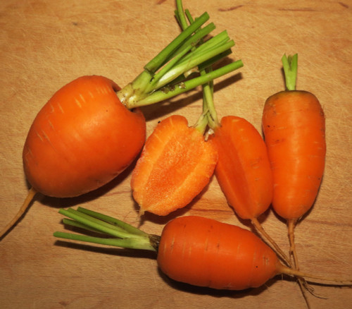 Red Core Chantenay Carrot Seeds Red Core Chantenay Carrot Seeds