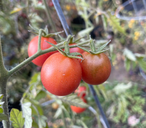 Fruit Punch Tomato