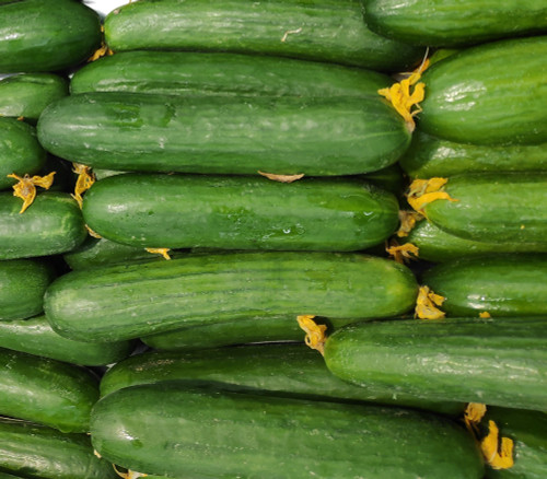 Tendergreen Burpless Cucumber Seeds