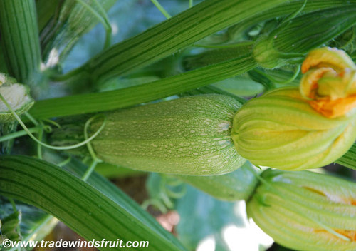 Zucchini, Gray Seeds