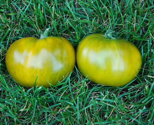 Cherokee Green Tomato Seeds