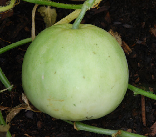 Sakata Sweet Melon Seeds