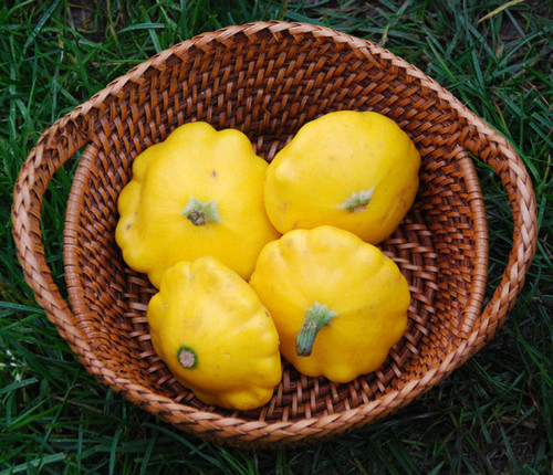 Yellow Scallop Squash Seeds