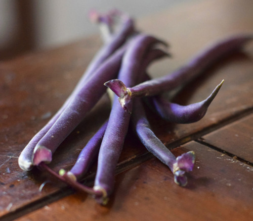 Royal Burgundy Bean Seeds