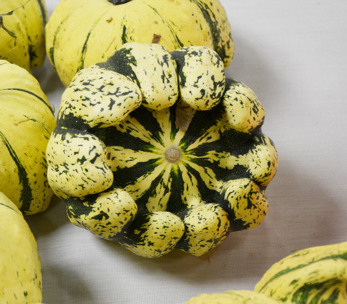 Jaune et Vert Scallop Squash Seeds
