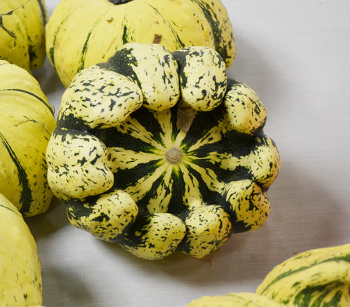 Jaune et Vert Scallop Squash Seeds