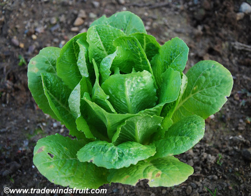 Parris Island Cos Lettuce Seeds
