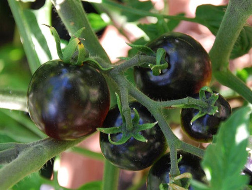 Indigo Rose Tomato Seeds