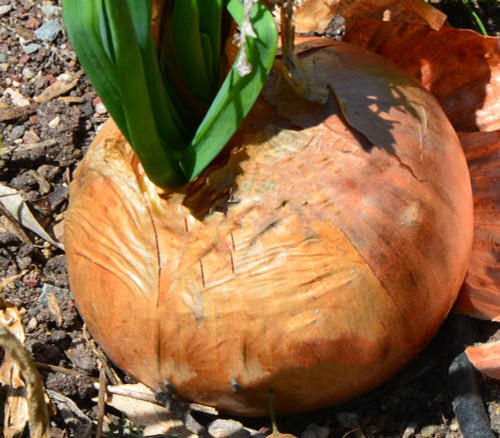 Australian Brown Onion Seeds Australian Brown Onion Seeds