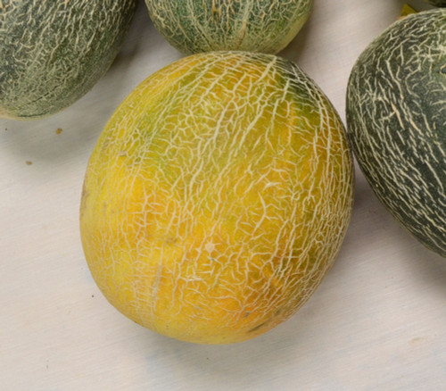 Ananas Melon Seeds