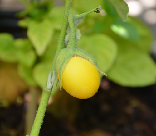 Golden Eggs Eggplant Seeds