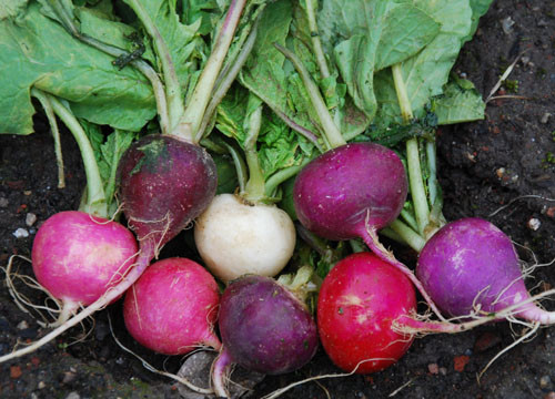Easter Egg Radish Mix Seeds