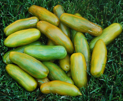 Lange Aermer Tomato Seeds