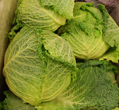 Savoy Cabbage Seeds Savoy Cabbage Seeds