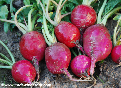 Crimson Giant Radish Seeds