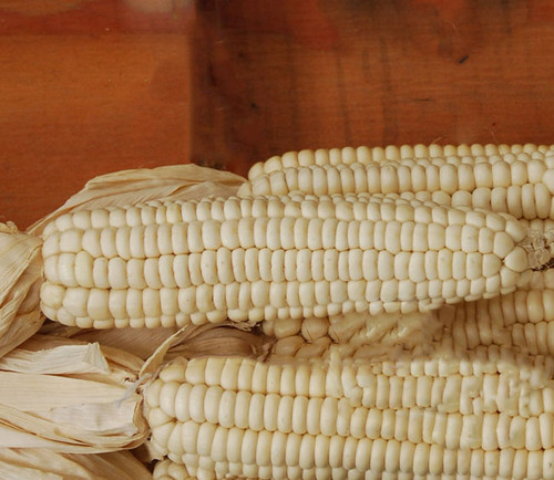 Cherokee White Flour Corn Seeds