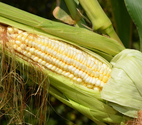 Pencil Cob Corn Seeds