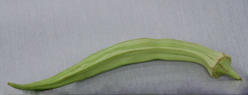 Perkins Long Pod Okra Seeds