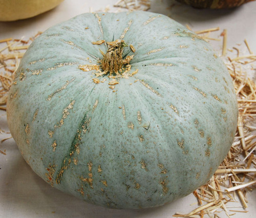 Sweet Meat Squash Seeds Sweet Meat Squash Seeds