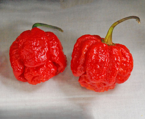 Trinidad Scorpion Moruga Pepper Seeds