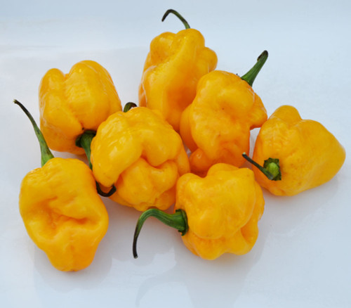 Trinidad Scorpion Moruga Yellow Pepper Seeds