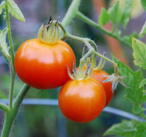 Indian Curry Tomato Seeds