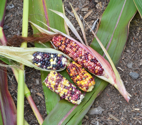 Wampum Corn Seeds