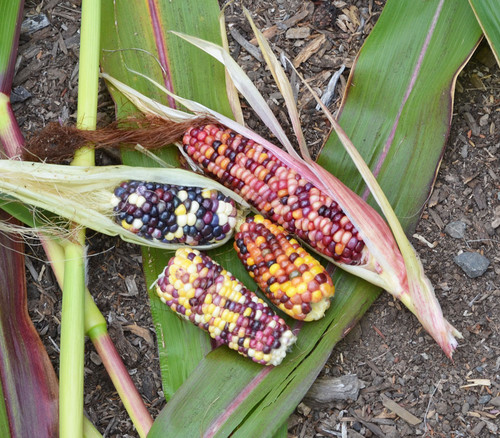 Wampum Corn Seeds