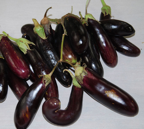 Little Finger Eggplant Seeds