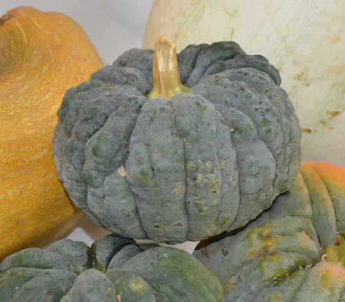 Black Futsu Pumpkin Seeds