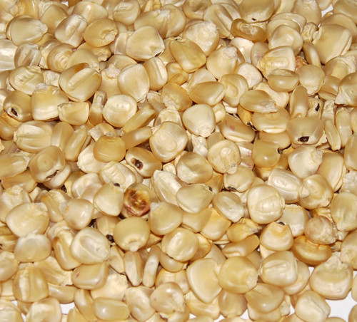 Hickory King Corn Seeds