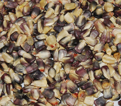 Cherokee White Eagle Corn Seeds