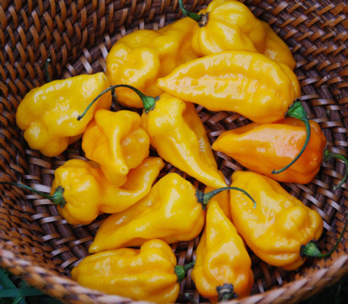 Devil's Tongue Pepper Seeds