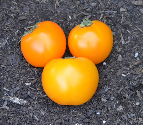 Valencia Tomato Seeds