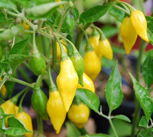 Yellow Pointed Pepper