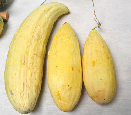 Banana Melon Seeds Banana Melon Seeds