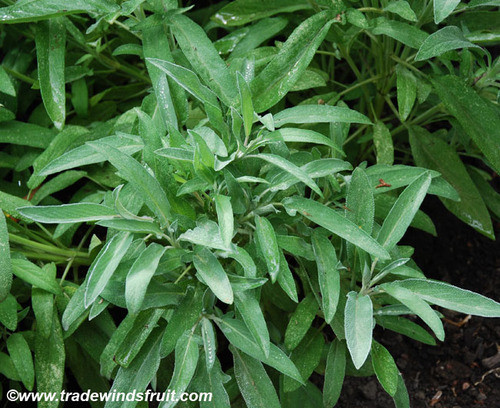 Salvia officinalis - Sage Seeds Salvia officinalis - Sage Seeds