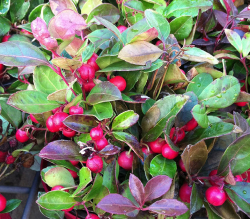 Gaultheria procumbens - Wintergreen Seeds