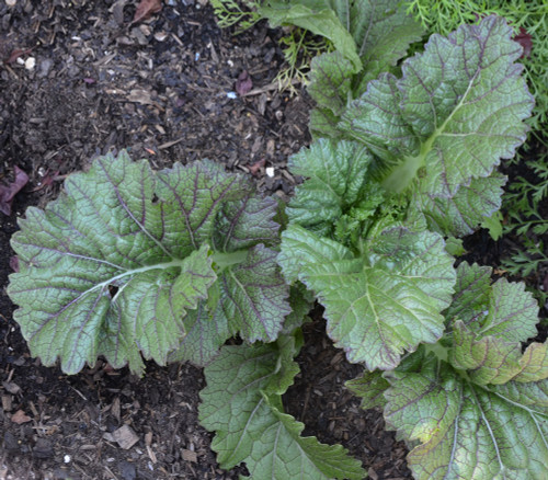 Dragon Tongue Mustard Seeds