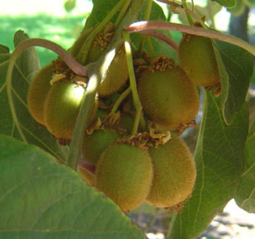Actinidia deliciosa - Kiwi Fruit Seeds Actinidia deliciosa - Kiwi Fruit Seeds
