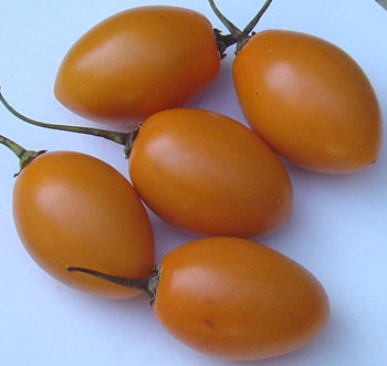 Cyphomandra betacea - Orange Tree Tomato Seeds