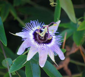 Passiflora caerulea - Blue Passion Flower Seeds