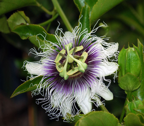 Passiflora edulis - Purple Passion Fruit