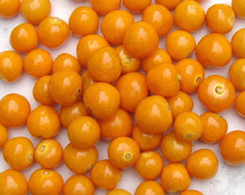 Physalis peruviana - Cape Gooseberry Seeds Physalis peruviana - Cape Gooseberry Seeds