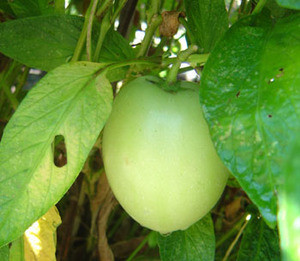 Solanum muricatum - Pepino Seeds