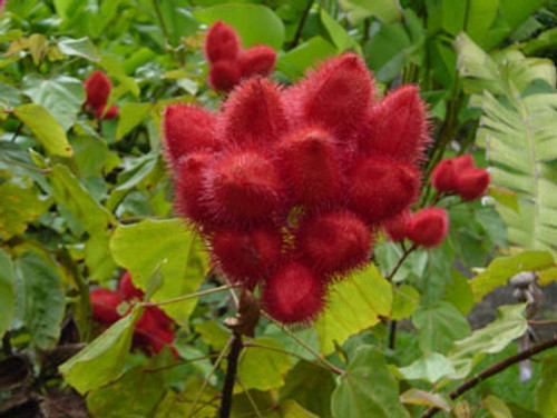 Bixa orellana - Lipstick Tree Seeds Bixa orellana - Lipstick Tree Seeds