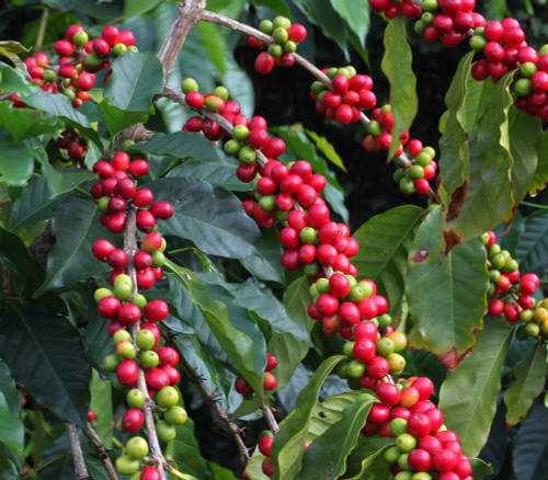 Coffea arabica - Coffee Seeds