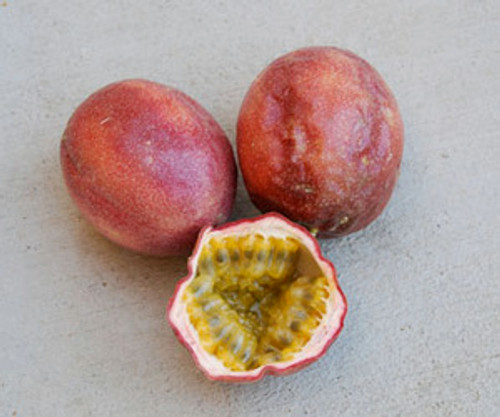 Passiflora edulis - Red Passion Fruit Seeds Passiflora edulis - Red Passion Fruit Seeds