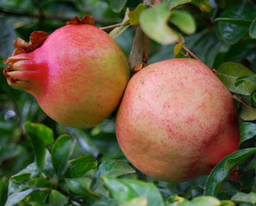 Punica granatum - Pomegranate Seeds Punica granatum - Pomegranate Seeds